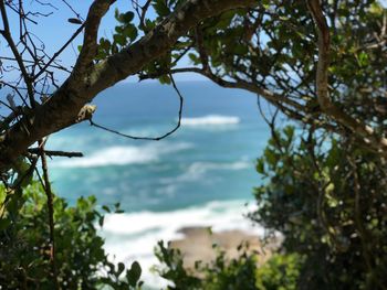 Close-up of tree against sea