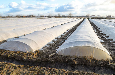 Farm potato plantation field covered with spunbond spunlaid nonwoven fabric. greenhouse effect 