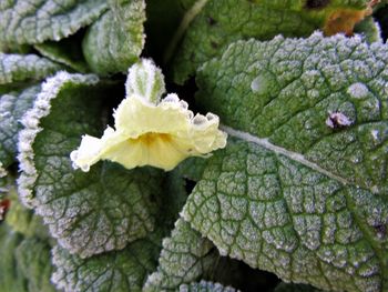 Close-up of plant growing outdoors