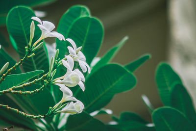 Low angle view of white flowers