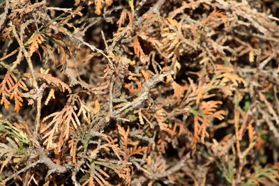 Close-up of dry leaves on field