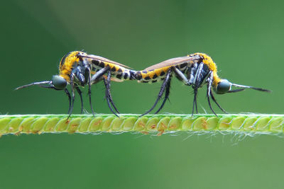 Close-up of damselfly on leaf