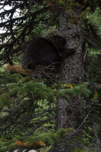 View of trees in forest