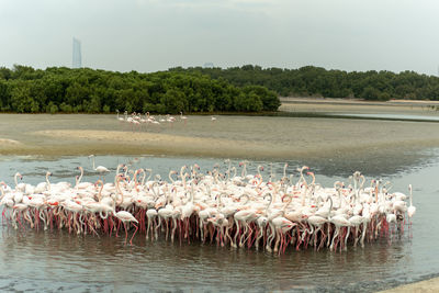 View of birds in lake