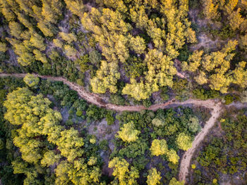 Aerial view of trees in forest