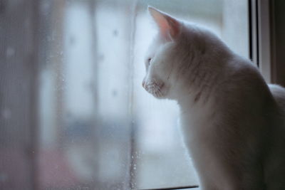 Close-up of cat in window