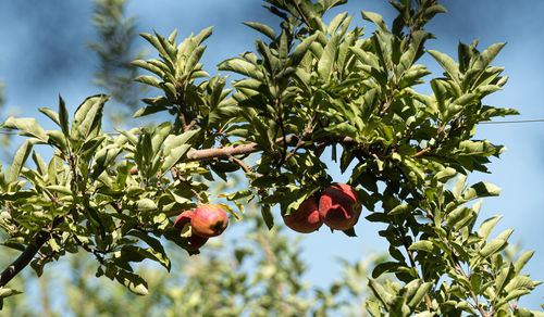 Low angle view of berries growing on tree against sky