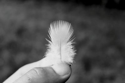 Close-up of hand holding dandelion
