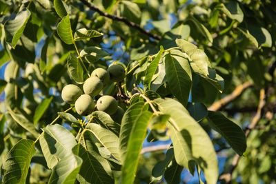 Close-up of berries growing on tree