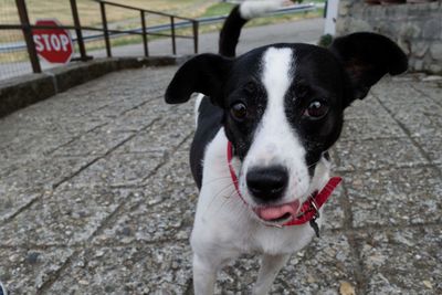Close-up portrait of dog standing on footpath