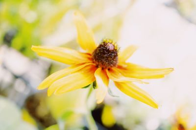 Close-up of yellow flower