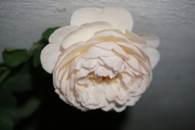 Close-up of white rose flower