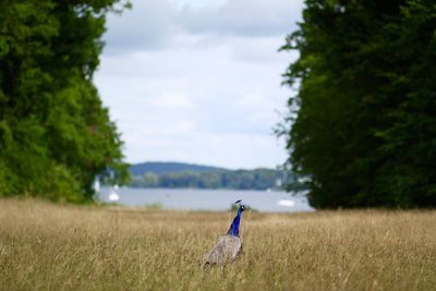 Close-up of bird on field against sky