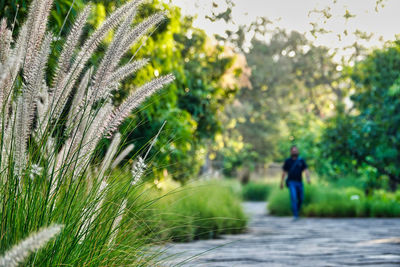 Rear view of man walking on field