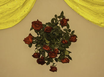 Close-up of leaves over white background