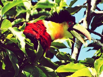 View of bird perching on branch