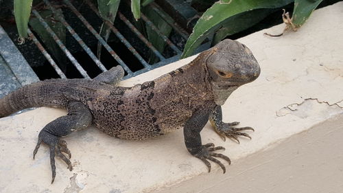 Close-up of lizard on sand