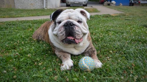 Portrait of dog on grass