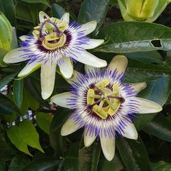 Close-up of purple flower blooming outdoors