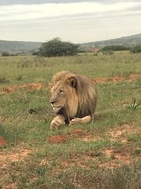 Lion on landscape against sky