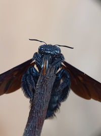 Close-up of grasshopper