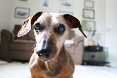 Close-up portrait of dog at home