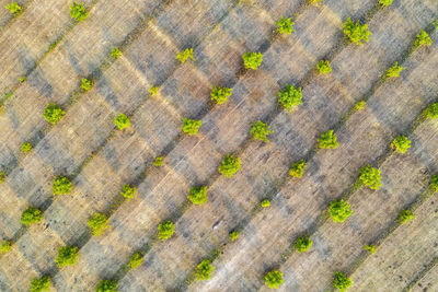 Full frame shot of moss on wood