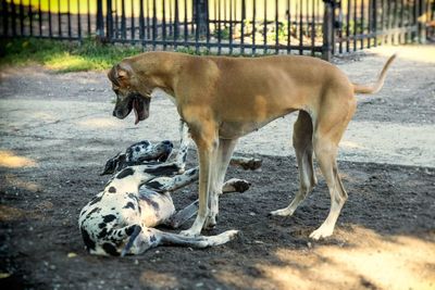 View of a dog