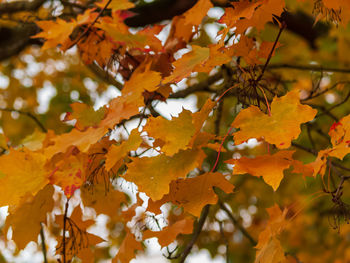 Low angle view of yellow leaves on tree during autumn