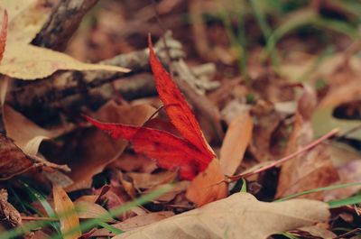 Close-up of autumn leaves