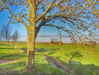 Trees on grassy field