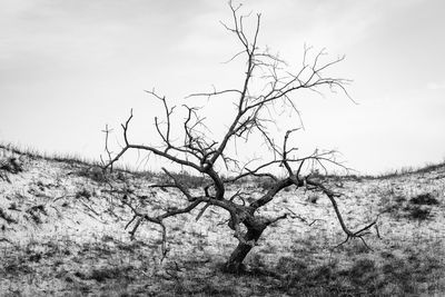 Bare tree on landscape against sky