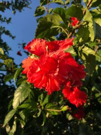 Close-up of red hibiscus blooming outdoors