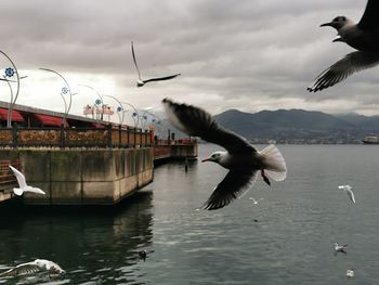 Seagulls flying over sea