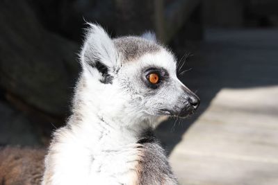 Close-up of rabbit