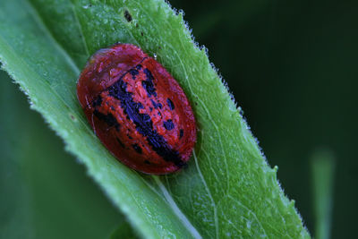 Close-up of fleabane tortoise beetle - cassida murraea, red leaf beetle