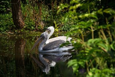 View of a bird in lake