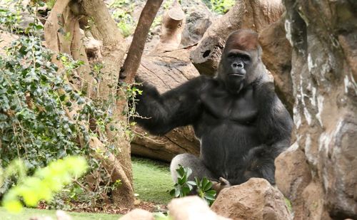 Portrait of gorilla sitting in zoo