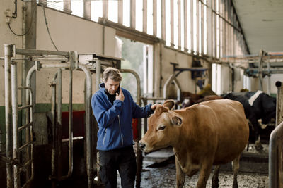 Farmer talking on smart phone standing by cow at dairy farm