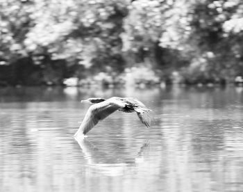 Bird flying over lake