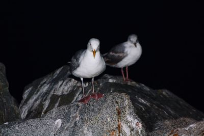 Close-up of bird perching on rock