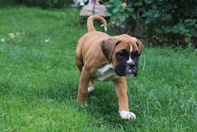 Portrait of dog standing on grass