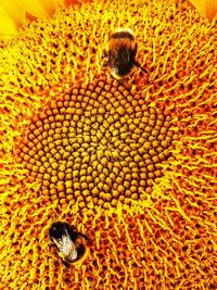 High angle view of bee on flower