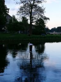 Swan in lake against sky