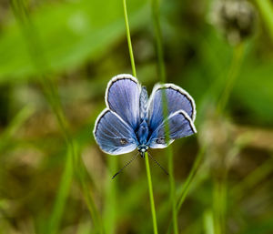 Close-up of butterfly on purple flower