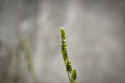 Close-up of plant