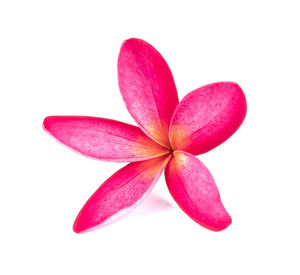 Close-up of pink flower over white background