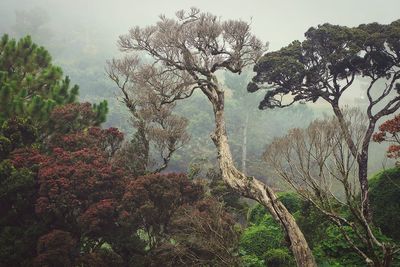 Trees in forest against sky