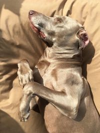 Dog on blanket