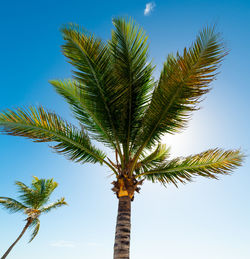 Low angle view of palm tree against sky